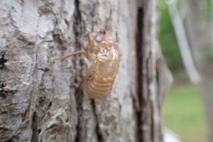 セミの抜け殻