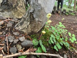 ジンヨウイチヤクソウ