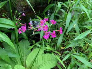 クリンソウの桃色の花