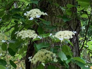 ツルアジサイの白い飾り花