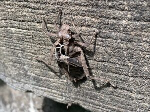 コオニヤンマの抜け殻