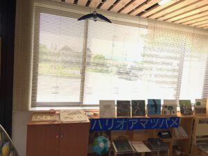 ハリオアマツバメの展示
