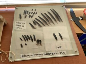 ハリオアマツバメの羽根の展示