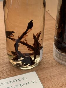 ギンリョウソウの液浸標本