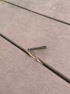 ニホンカワトンボ