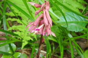 サイハイラン桃色の花
