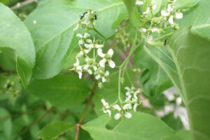 マユミの淡い黄色の花
