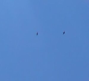 空を飛ぶ2羽のハリオアマツバメ
