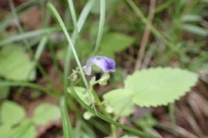 エゾタツナミソウの紫色の花