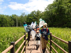 湿原でトンボとりする様子