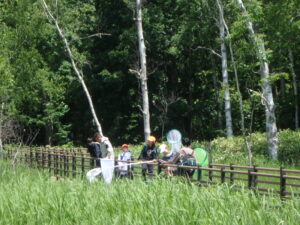 湿原でトンボとりする様子