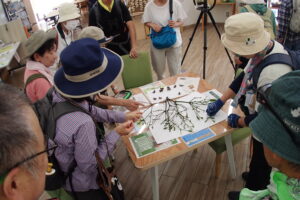セミの抜け殻の観察をする様子