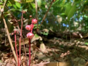 ヒトツバイチヤクソウの花