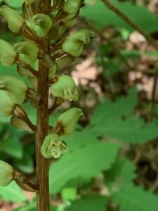 オニノヤガラの花