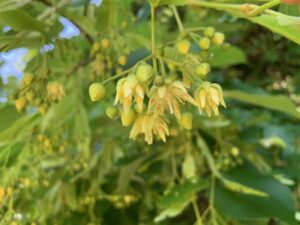 オオバボダイジュの花