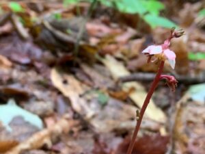 ヒトツバイチヤクソウの花