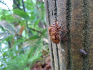 セミの抜け殻