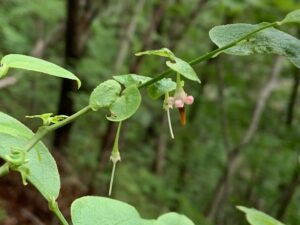 アクシバの桃色の花