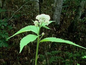 ヨツバヒヨドリの花