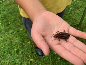 コオニヤンマの羽化殻