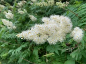 ホザキナナカマドの花