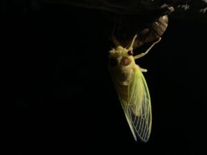 セミの羽化