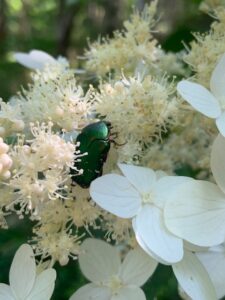 ノリウツギの花にとまる甲虫