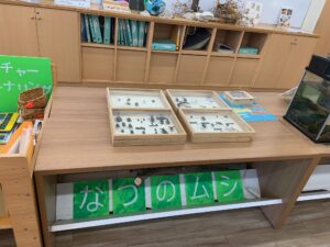 なつのムシの展示