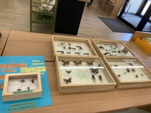 なつのムシの展示