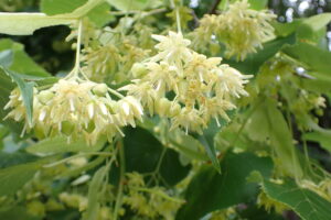 オオバボダイジュのクリーム色の花