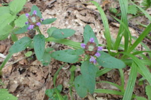 ウツボグサの紫色の花