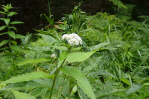 ヨツバヒヨドリの花