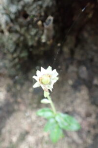 ウメガサソウの花