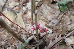 ヒトツバイチヤクソウの花