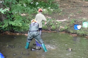 川で生き物を探す子供
