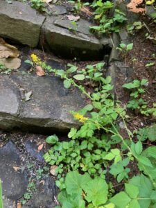 キンミズヒキの黄色い花