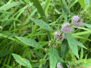 ハッカの薄紫色の花