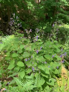 カリガネソウの紫色の花