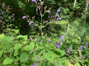 カリガネソウの紫色の花