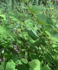 カリガネソウ
