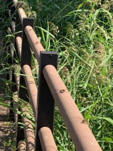 等間隔に並んだトンボたち