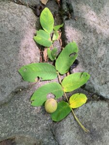 オニグルミの果実