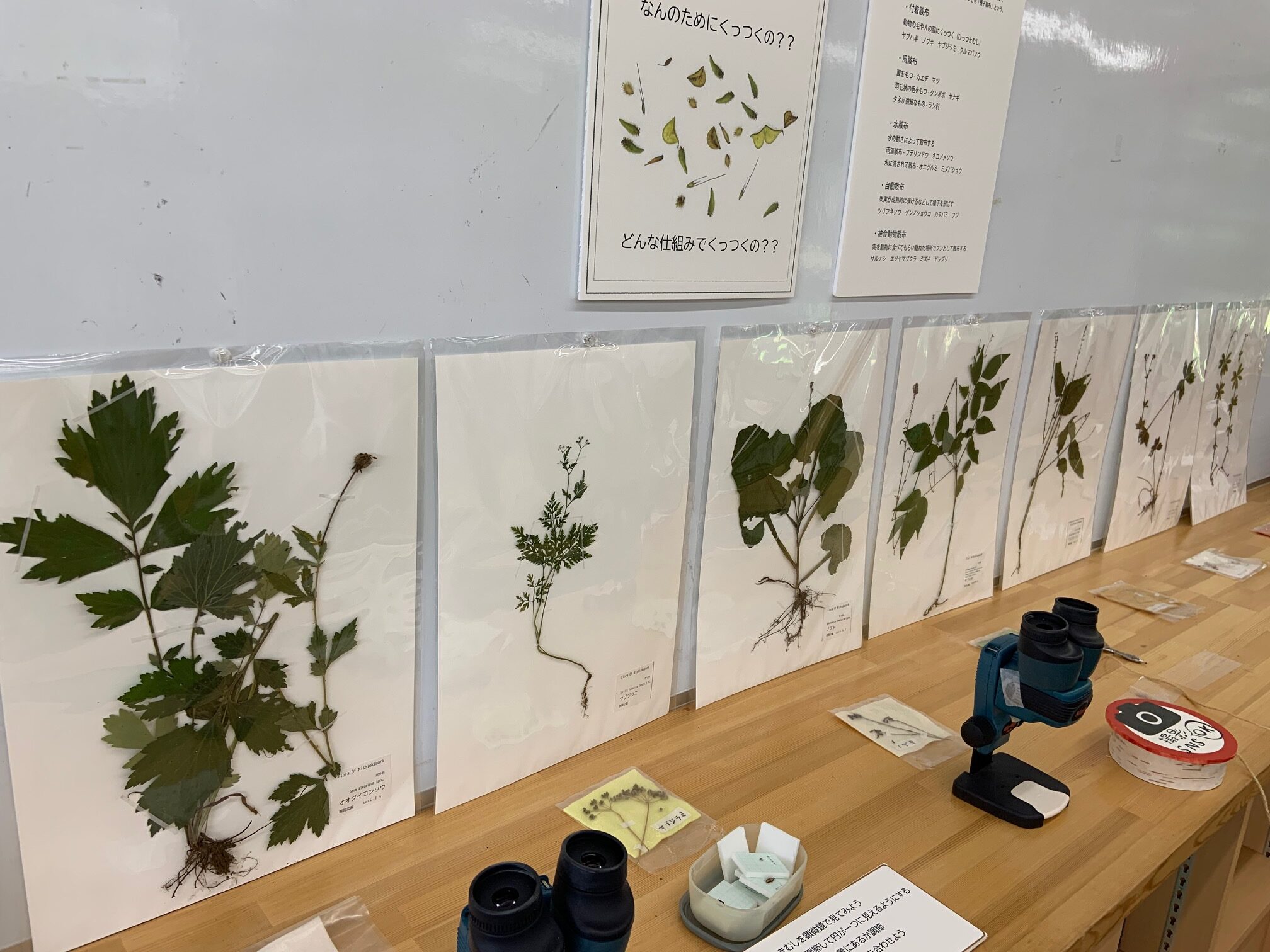 植物の標本