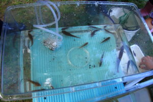 水槽の中の魚たち