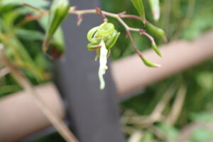 タネをはじいた後のツリフネソウの果実