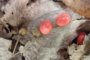 ホオノキの果実