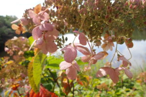 ノリウツギの果実と桃色に色づいた飾り花
