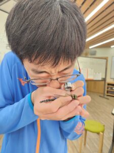 トンボの観察をする子供