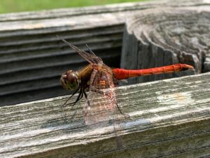 アキアカネ