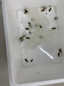 ウスバキトンボのヤゴ